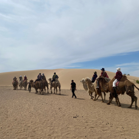 Camel trekking