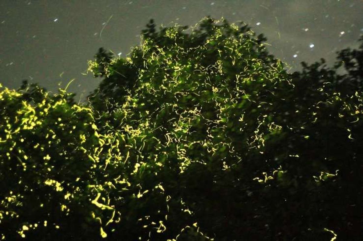 [보홀] 보홀 반딧불 투어 