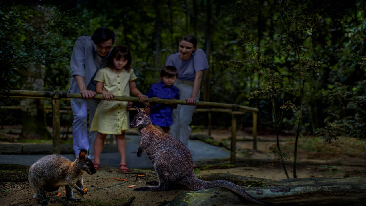  [싱가폴]싱가포르 나이트 사파리 입장권