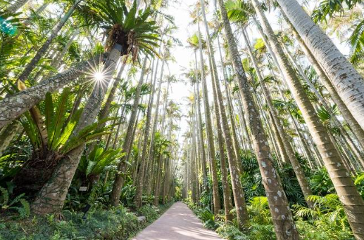 [오키나와] 오키나와 동남식물낙원 입장권