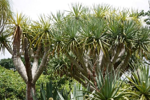 [오키나와] 오키나와 동남식물낙원 입장권