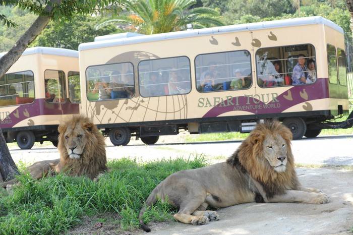  [오사카] 와카야마 어드벤처 월드 1 일 입장권